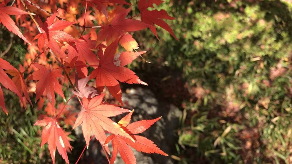 六義園の紅葉の葉の写真