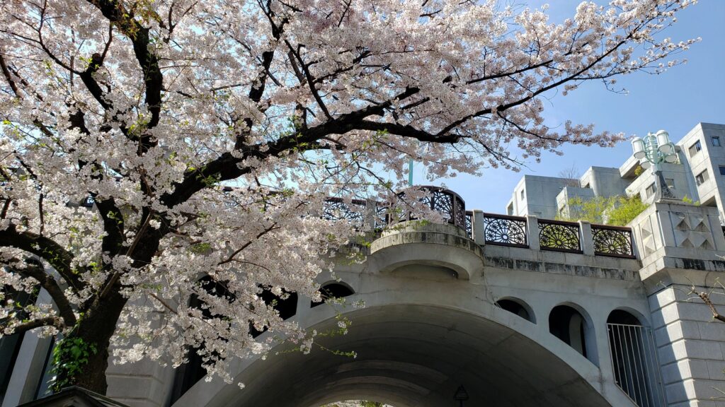 音無親水公園の高架橋と桜