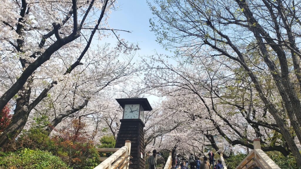 飛鳥山公園時計台の桜