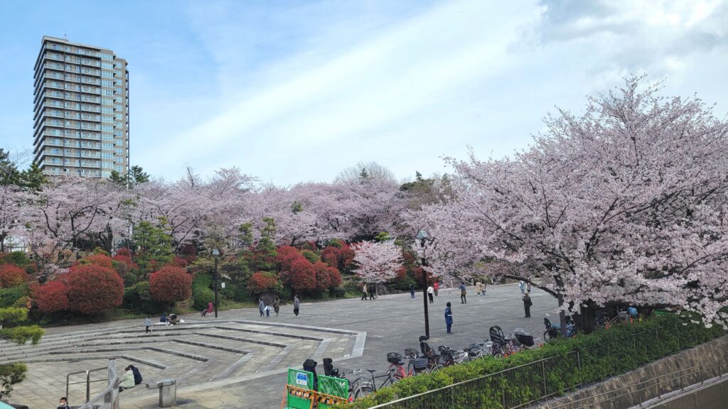 飛鳥山公園多目的広場の桜