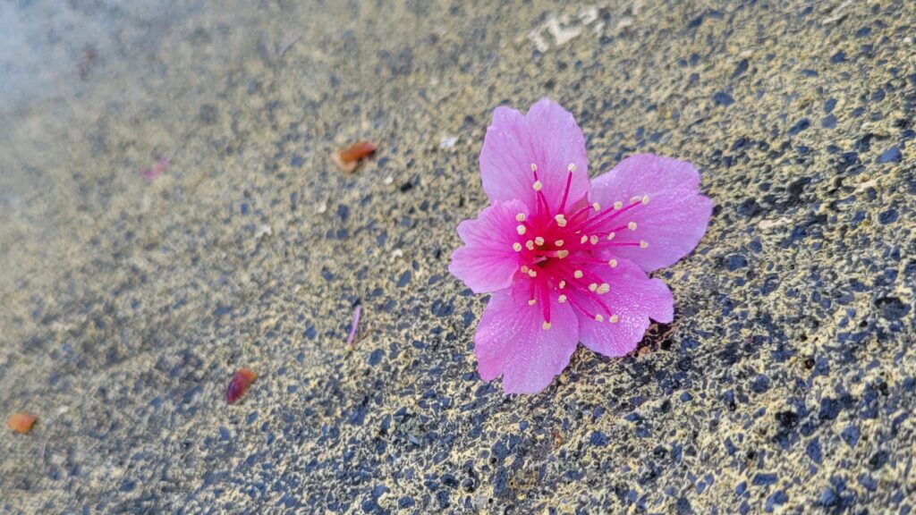 名護城公園の落ちた桜