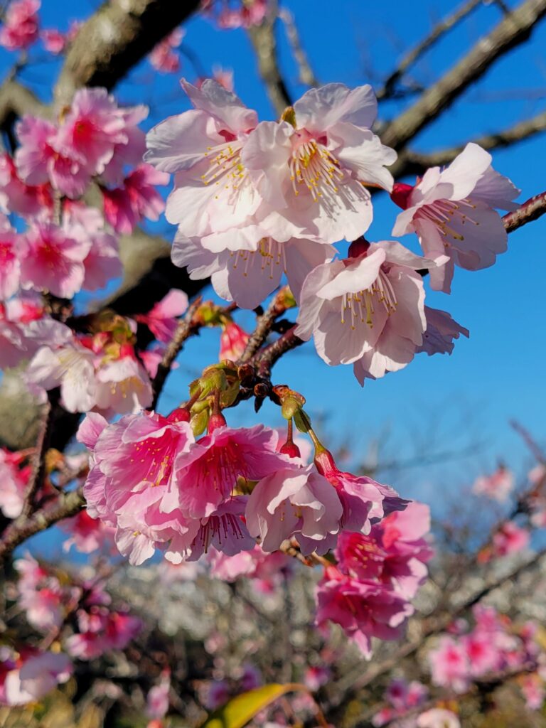 名護城公園の桜（源平咲き）
