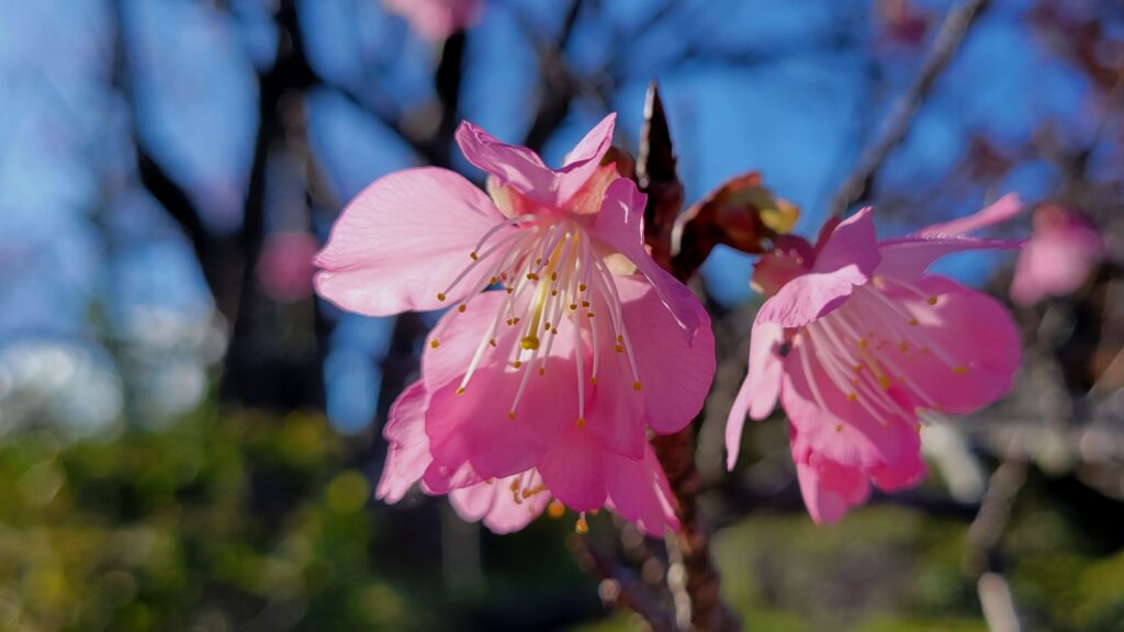 名護城公園の桜（拡大）4