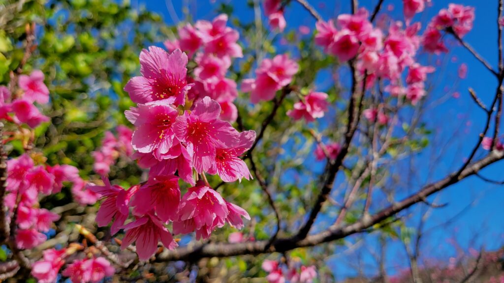 名護城公園の桜（拡大）2