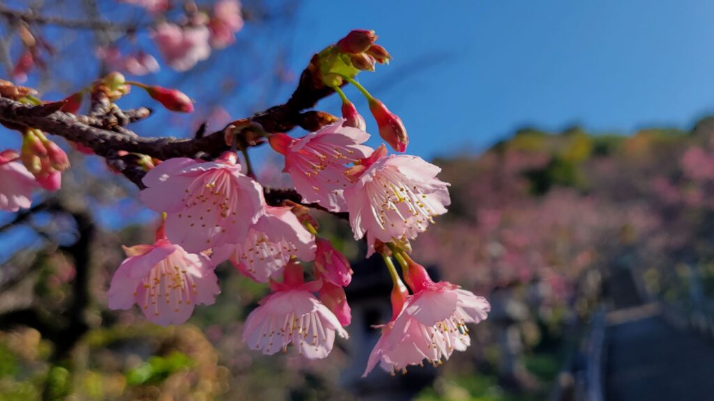 名護城公園の桜（拡大）3