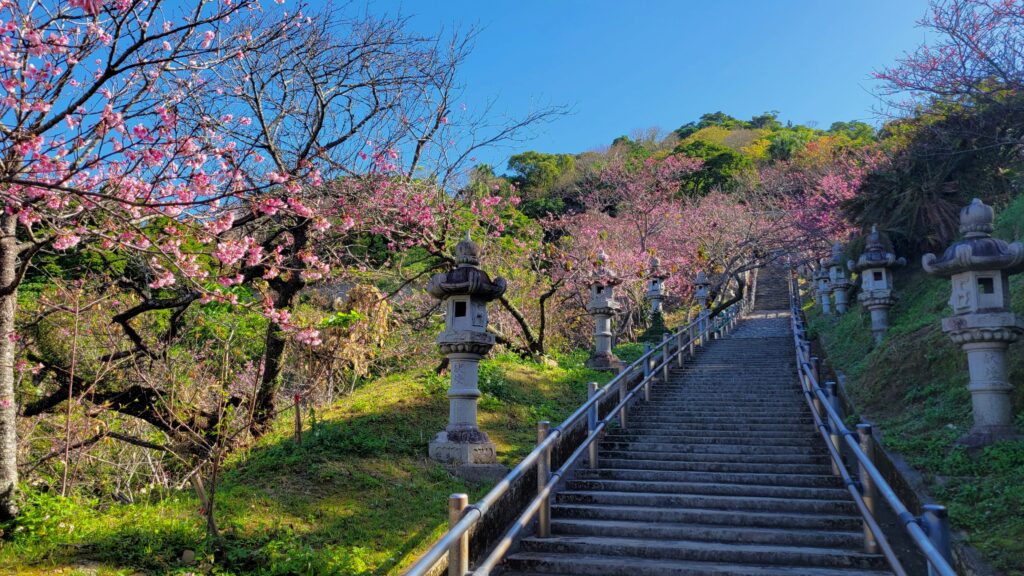 名護城公園の石階段の桜