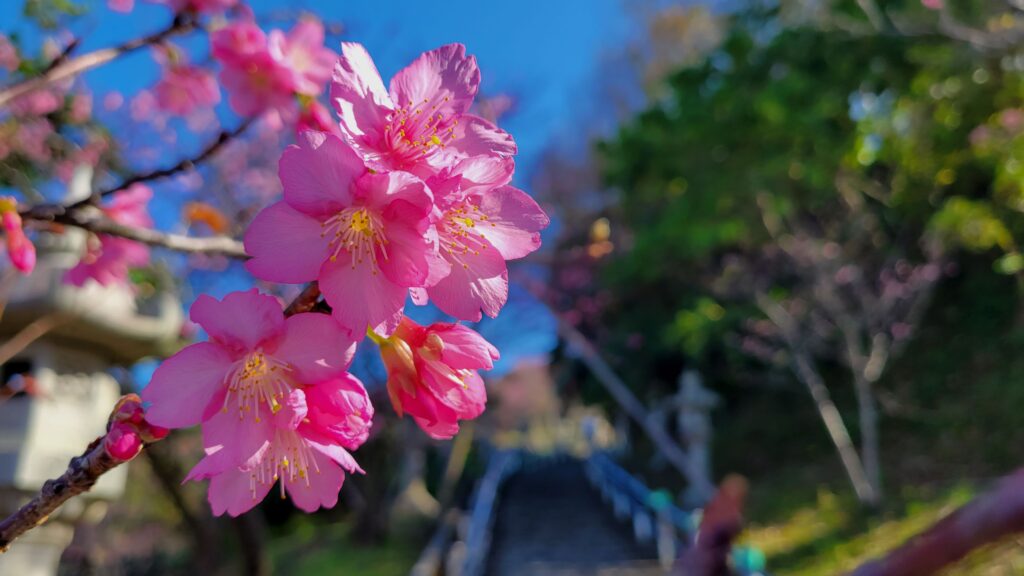 名護城公園の桜（拡大）1