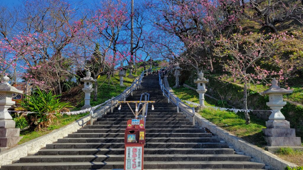 名護城公園南口の桜2