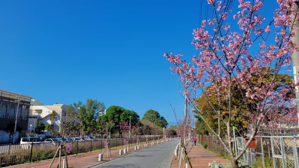 名護城公園南口の桜並木