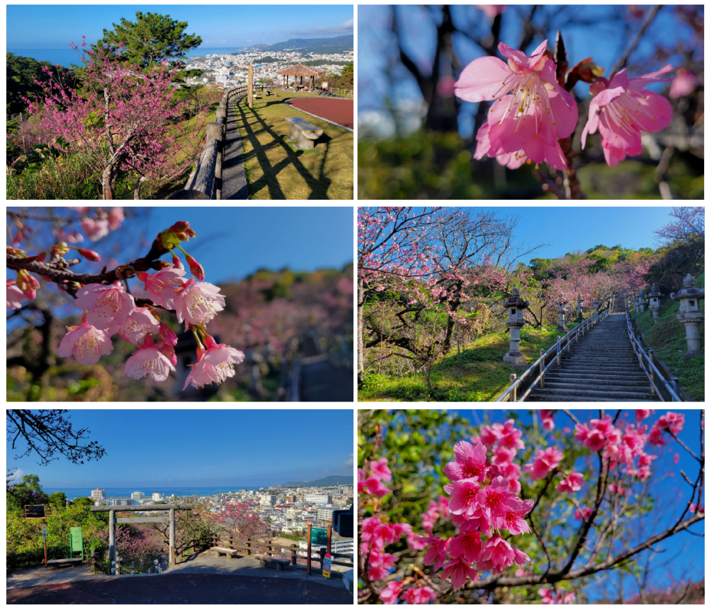 名護城公園の桜イメージ画像